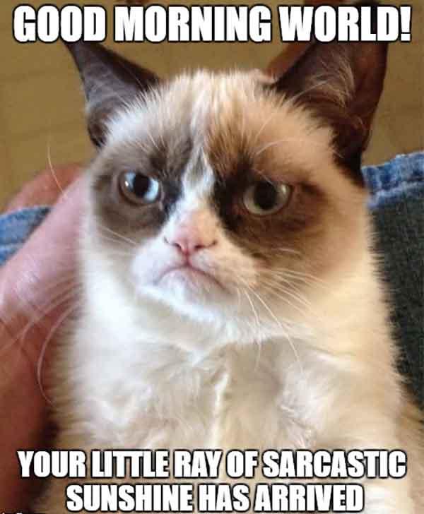 sarcastic good morning meme grumpy cat