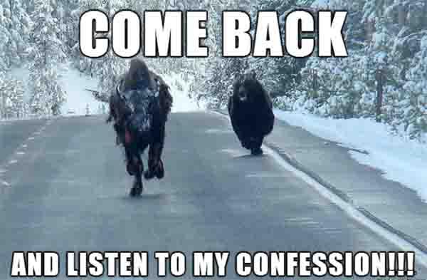 Bison-Has-Had-Enough-Of-Confession-Bear-Memes-Talking