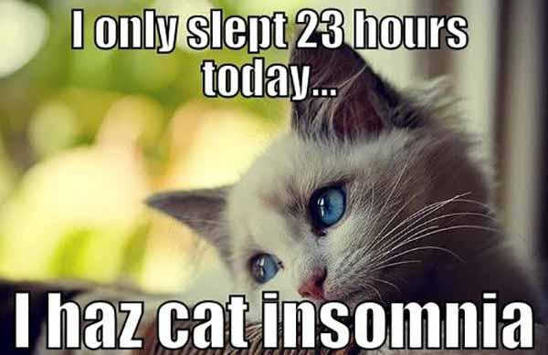 Cat Insomnia