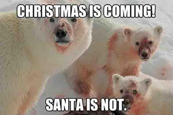 Christmas-is-coming-funny-polar-bear-meme