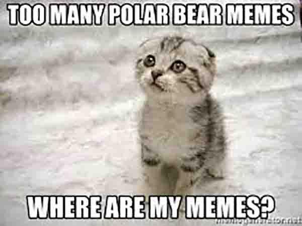 Too many polar bear memes Where are my memes