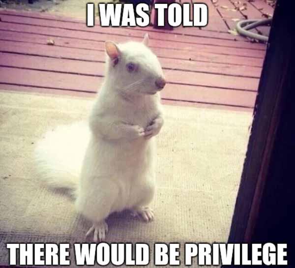 albino squirrel meme