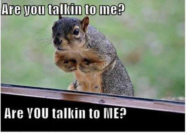 40 Funniest Squirrel Meme Meme Central