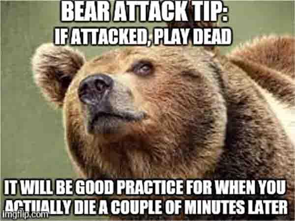 bear attack meme