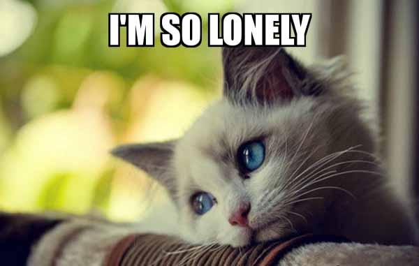 cat i'm so lonely meme