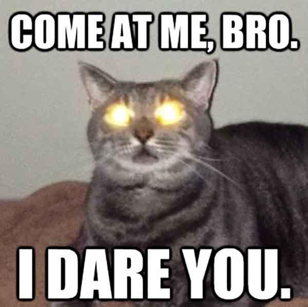 cat laser eyes meme