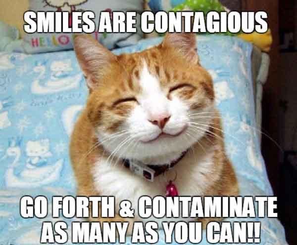 cat smile meme