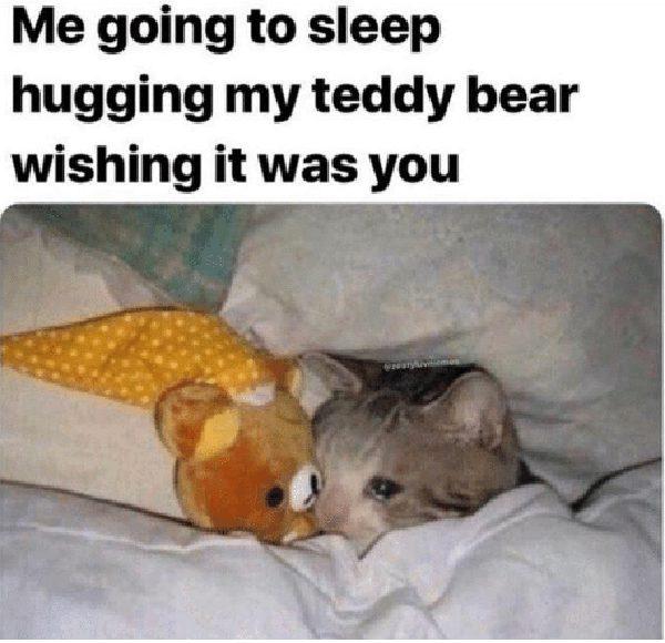 cat teddy bear