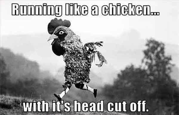 chicken running memes