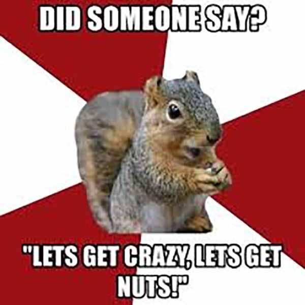 crazy squirrel meme