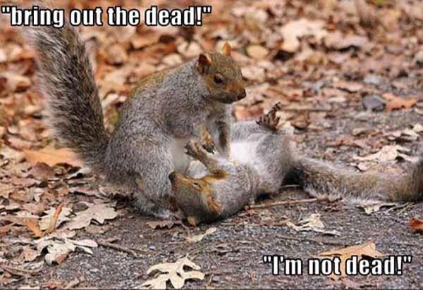 dead squirrel meme