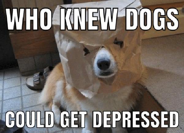 depression dog meme