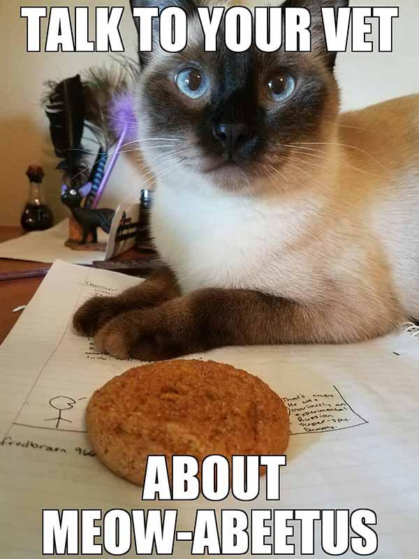 diabetes cat meme