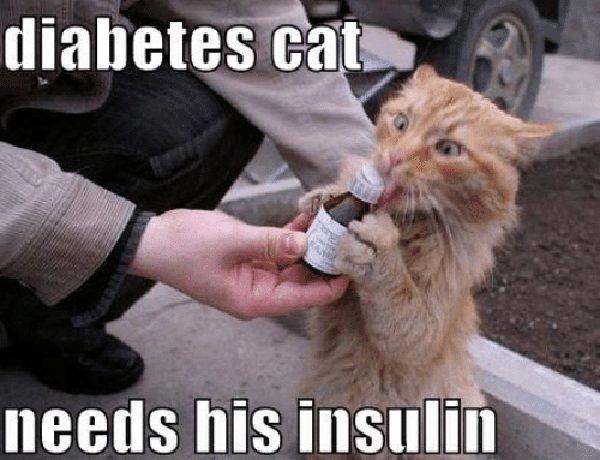 diabetes-cat-needs-his-insulin - diabetes cat meme
