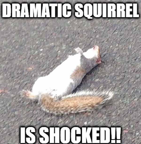 dramatic squirrel meme