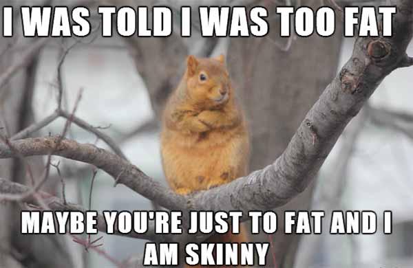 fat squirrel meme