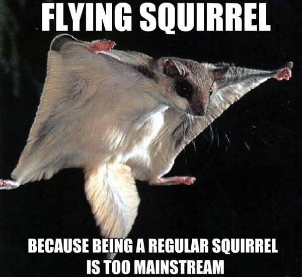 flying squirrel meme