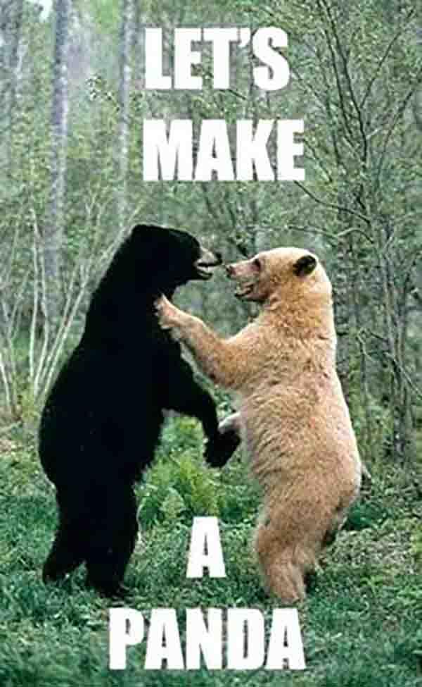 funny bear meme - let's make a panda