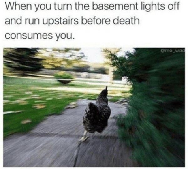 funny chicken running meme