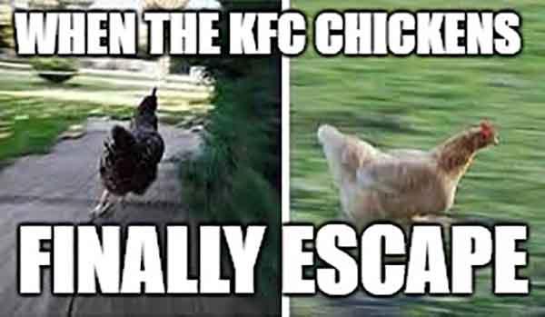 funny chicken running meme