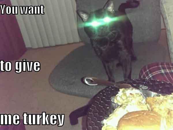 funny laser eyes cat meme