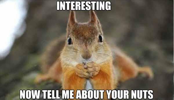 funny squirrel nuts meme