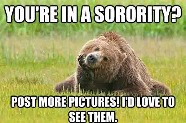 grizzly bear meme