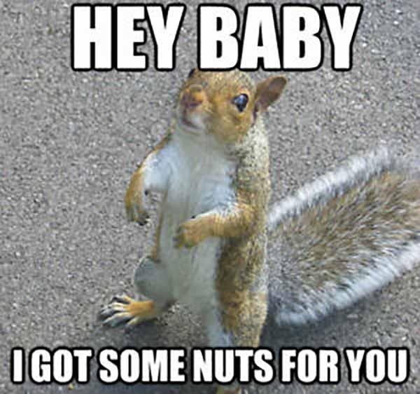 hey baby i got some nuts for you - squirrel nuts meme