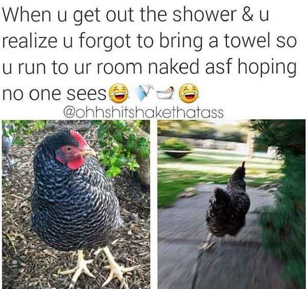 hilarious chicken running meme