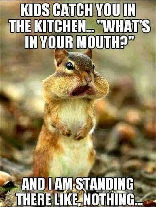 kids catch you in the kitchen... squirrel nuts meme