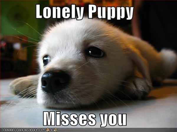 lonely puppy meme