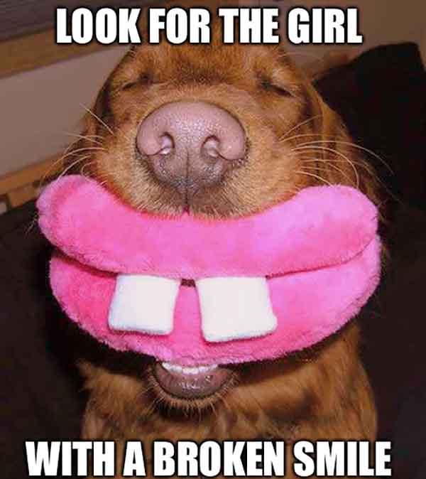 Awkward Smile Dog Meme Cuteanimals