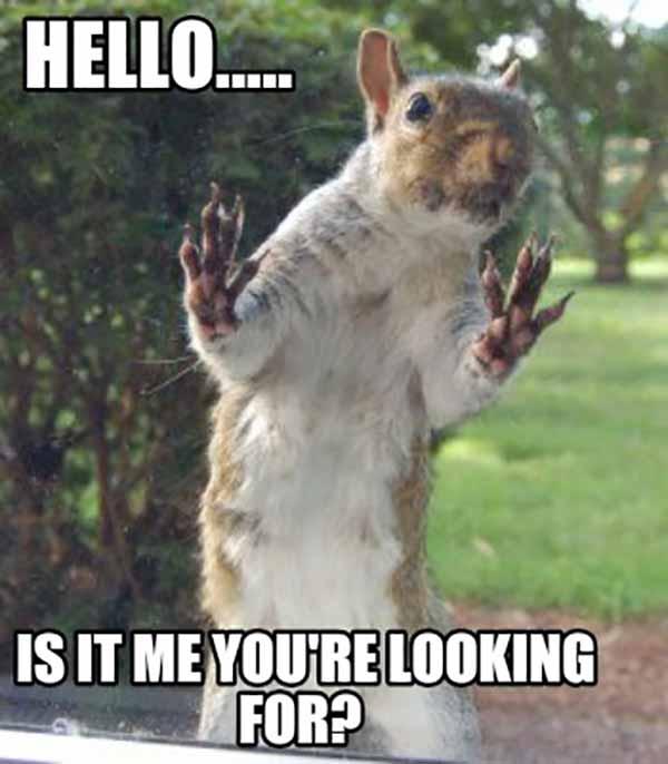 look squirrel meme