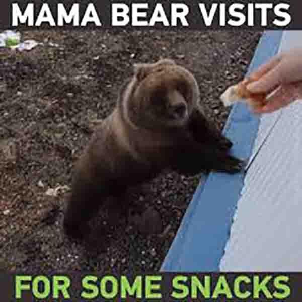 mam bear visits for some snacks