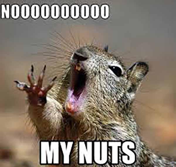 nooooo my nuts - a squirrel misses his nuts