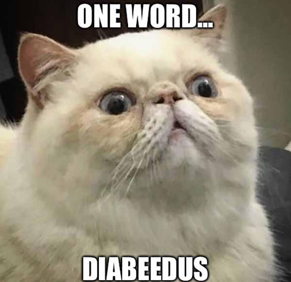one word... diabeedus - diabetes cat meme