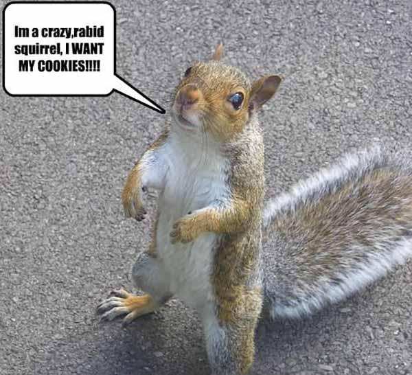 Funny Squirrel Pictures