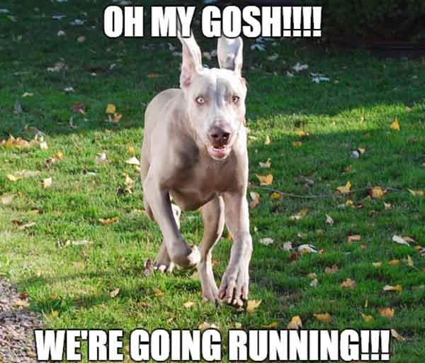 running dog meme