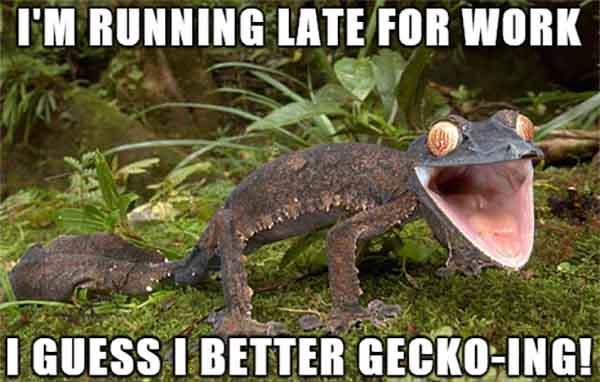 running lizard meme