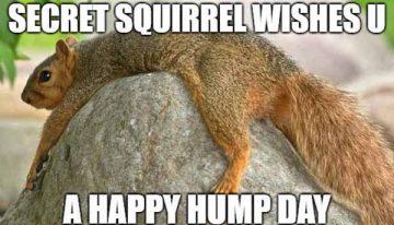 squirrel meme