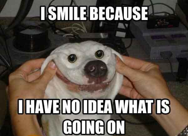 smile dog meme