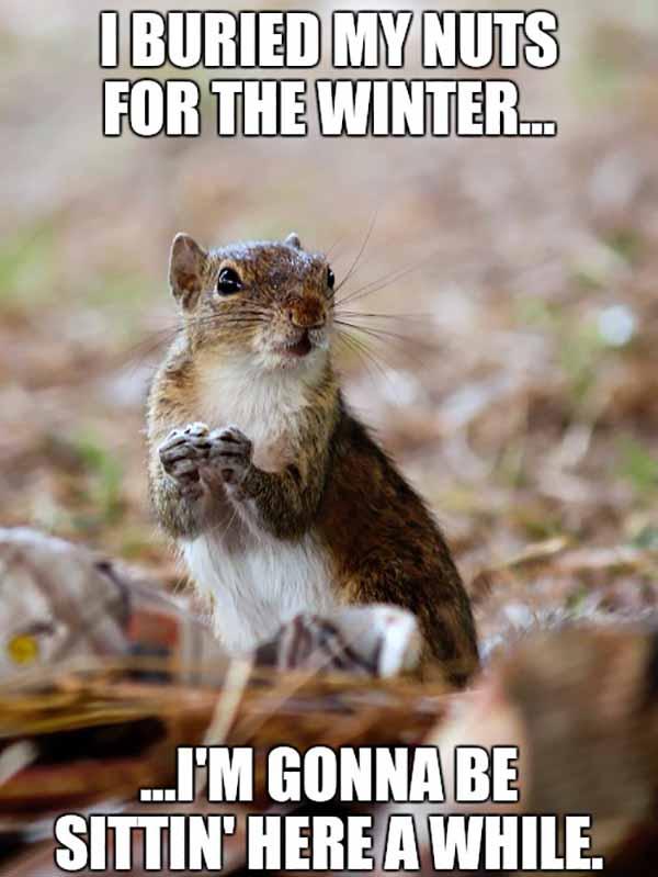  40 Funniest Squirrel Meme Meme Central