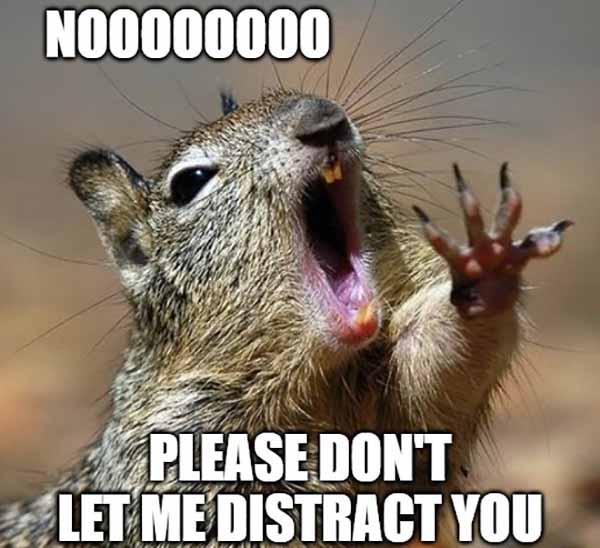 squirrel distraction meme