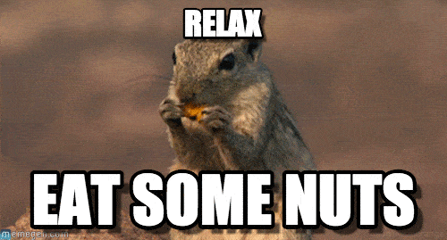 squirrel meme gif