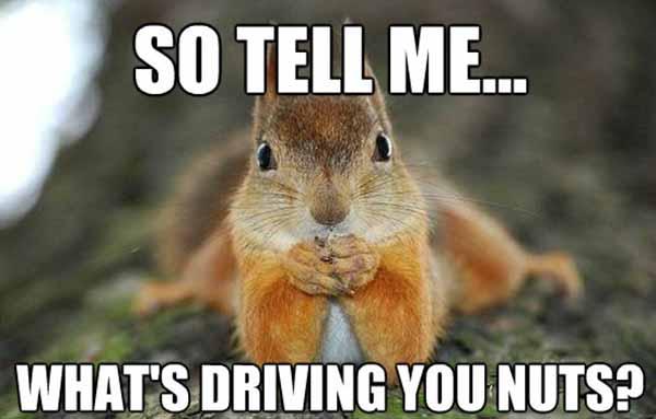 squirrel nuts meme