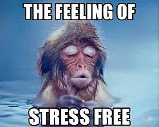 Best Stress Meme That Might Make You Laugh Meme Central