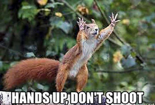 ️ 40 Funniest Squirrel Meme - Meme Central