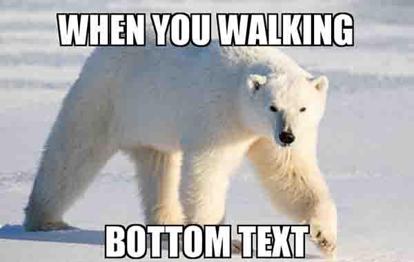 walking polar bear meme