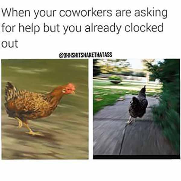 when your coworkers are asking for help chicken running meme