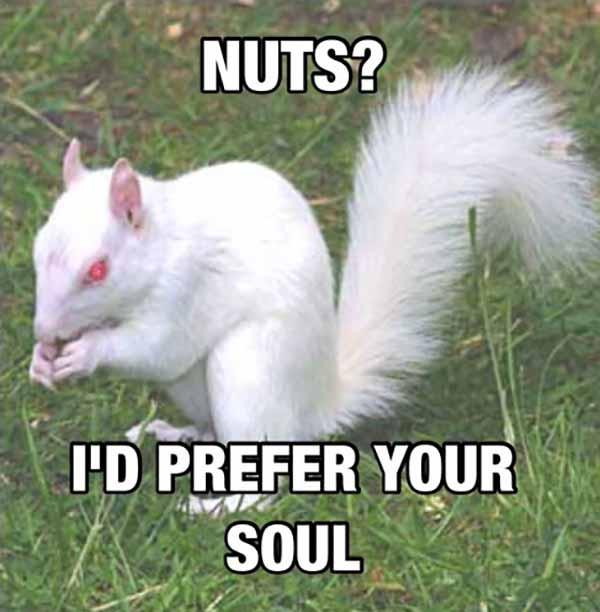 white squirrel meme